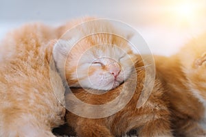 Newborn baby red cat sleeping on funny pose. Group of small cute ginger kitten. Domestic animal. Sleep and cozy nap time