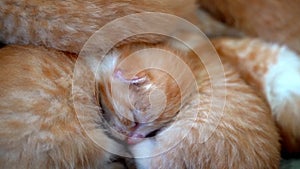 Newborn baby red cat sleeping on funny pose. Group of small cute ginger kitten. Domestic animal. Sleep and cozy nap time