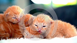 Newborn baby red cat sleeping on funny pose. Group of small cute ginger kitten. Domestic animal. Sleep and cozy nap time