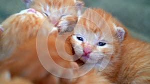 Newborn baby red cat sleeping on funny pose. Group of small cute ginger kitten. Domestic animal. Sleep and cozy nap time