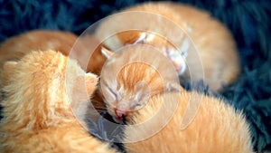 Newborn baby red cat sleeping on funny pose. Group of small cute ginger kitten. Domestic animal. Sleep and cozy nap time