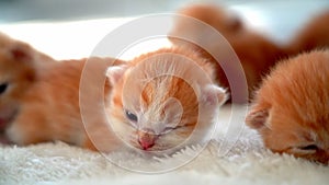 Newborn baby red cat sleeping on funny pose. Group of small cute ginger kitten. Domestic animal. Sleep and cozy nap time