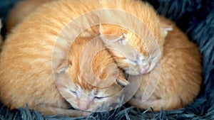 Newborn baby red cat sleeping on funny pose. Group of small cute ginger kitten. Domestic animal. Sleep and cozy nap time