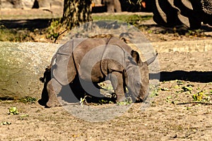 A newborn baby Rhino at the zoo.