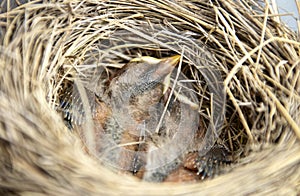 Newborn Baby Robins