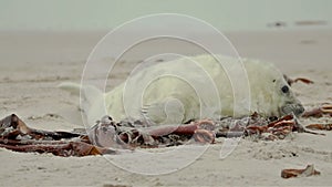 Newborn baby seal on the beach