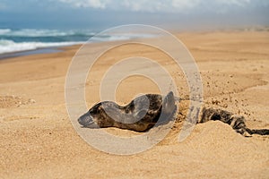 Newborn baby seal throwing sand on himself, empty sand beach, California