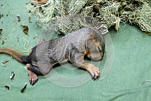 Newborn baby squirrels