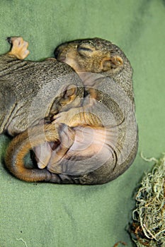 Newborn baby squirrels