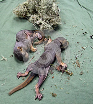 Newborn baby squirrels