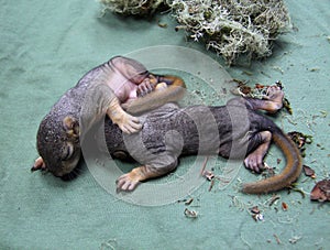 Newborn baby squirrels