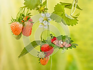 Newborn Baby on strawberry plant