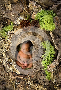 Newborn baby in a tree trunk