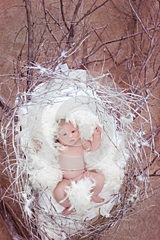 Newborn baby with white feather in nest. Portrait of adorable ne