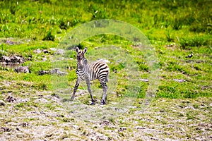 Newborn baby zebra