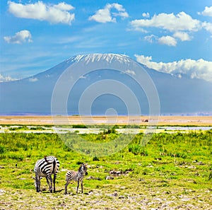 Newborn baby zebra and his mother