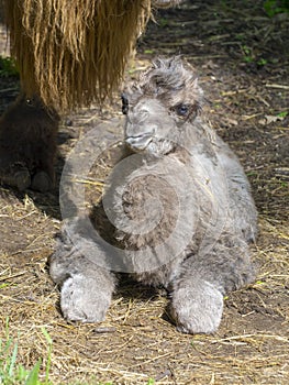 Newborn Bactrian camel (Camelus bactrianus)