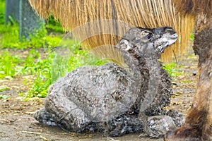 Newborn Bactrian camel (Camelus bactrianus)