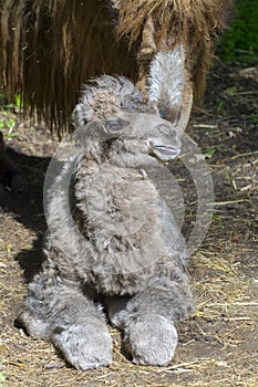 Newborn Bactrian camel (Camelus bactrianus)
