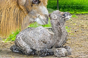 Newborn Bactrian camel (Camelus bactrianus)