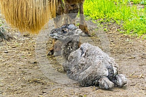 Newborn Bactrian camel (Camelus bactrianus)