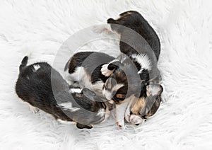 Newborn beagle puppies asleep