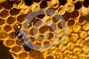 Newborn bee on honeycomb