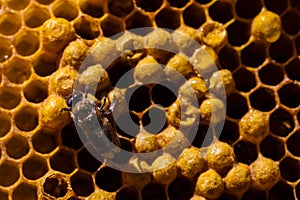 Newborn bee on honeycomb