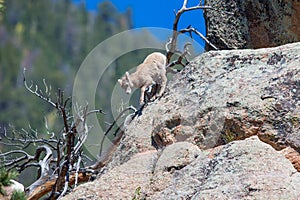 Newborn bighorn walking down steep mountain