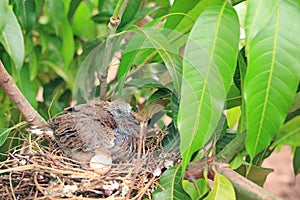 Newborn bird hatched from the egg and the one egg in bird`s nest on tree branch in the nature