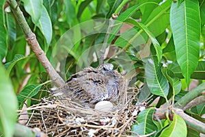 Newborn bird hatched from the egg and the one egg in bird`s nest on tree branch in the nature