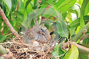 Newborn bird hatched from the egg and the one egg in bird`s nest on tree branch in the nature