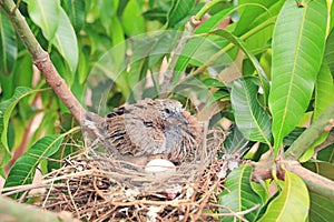 Newborn bird hatched from the egg and the one egg in bird`s nest on tree branch in the nature