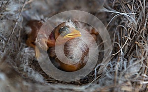 Newborn bird in the nest