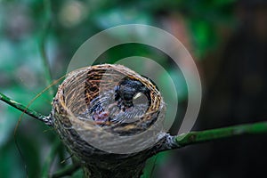 Newborn bird in the nest close up. A small little bird in the nest waits for mother. Baby bird close look. Living in a bird`s nest