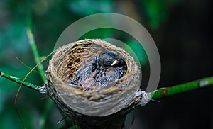 Newborn bird in the nest close up. A small little bird in the nest waits for mother. Baby bird close look. Living in a bird`s nest