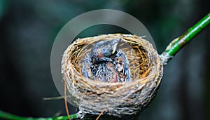 Novorodeniatko vták v hniezdo z blízka. malé malý vták v hniezdo čaká matka. dieťa vták blízko pozrite. žijúci v vtáctvo hniezdo 