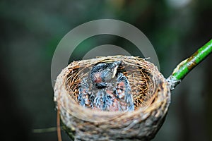 Newborn bird in the nest close up. A small little bird in the nest waits for mother. Baby bird close look. Living in a bird`s nest