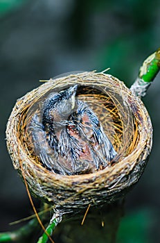 Newborn bird in the nest close up. A small little bird in the nest waits for mother. Baby bird close look. Living in a bird`s nest