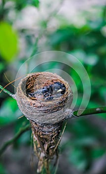 Newborn bird in the nest close up. A small little bird in the nest waits for mother. Baby bird close look. Living in a bird`s nest