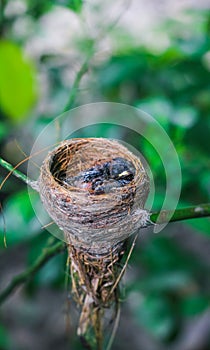 Newborn bird in the nest close up. A small little bird in the nest waits for mother. Baby bird close look. Living in a bird`s nest