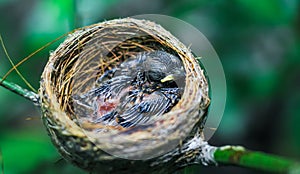 Newborn bird in the nest close up. A small little bird in the nest waits for mother. Baby bird close look. Living in a bird`s nest