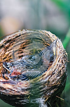 Newborn bird in the nest close up. A small little bird in the nest waits for mother. Baby bird close look. Living in a bird`s nest