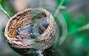 Newborn bird in the nest close up. A small little bird in the nest waits for mother. Baby bird close look. Living in a bird`s nest