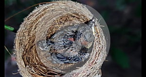 Newborn bird in the nest close up. A small little bird in the nest waits for mother. Baby bird close look. Living in a bird`s nest