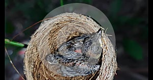 Newborn bird in the nest close up. A small little bird in the nest waits for mother. Baby bird close look. Living in a bird`s nest