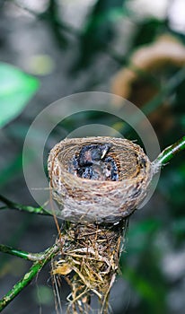 Bebé recién nacido pájaro en nido de cerca. pequeno pequeno pájaro en nido está esperando madre. un nino pájaro Cerca mirar. viviendo en observación de aves nido 