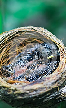 Bebé recién nacido pájaro en nido de cerca. pequeno pequeno pájaro en nido está esperando madre. un nino pájaro Cerca mirar. viviendo en observación de aves nido 