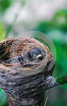 Bebé recién nacido pájaro en nido de cerca. pequeno pequeno pájaro en nido está esperando madre. un nino pájaro Cerca mirar. viviendo en observación de aves nido 