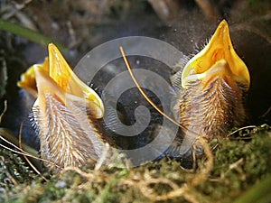 Newborn birds